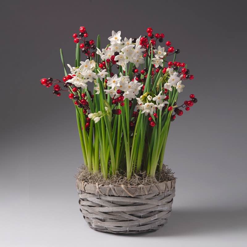 Paperwhites with 3 Stems of Berries