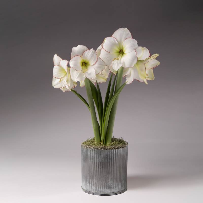 Amaryllis Living Garden