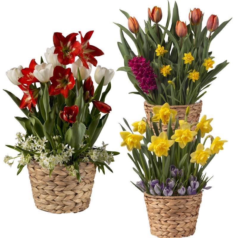 3-Month Bulb Garden Program with Seagrass Basket
