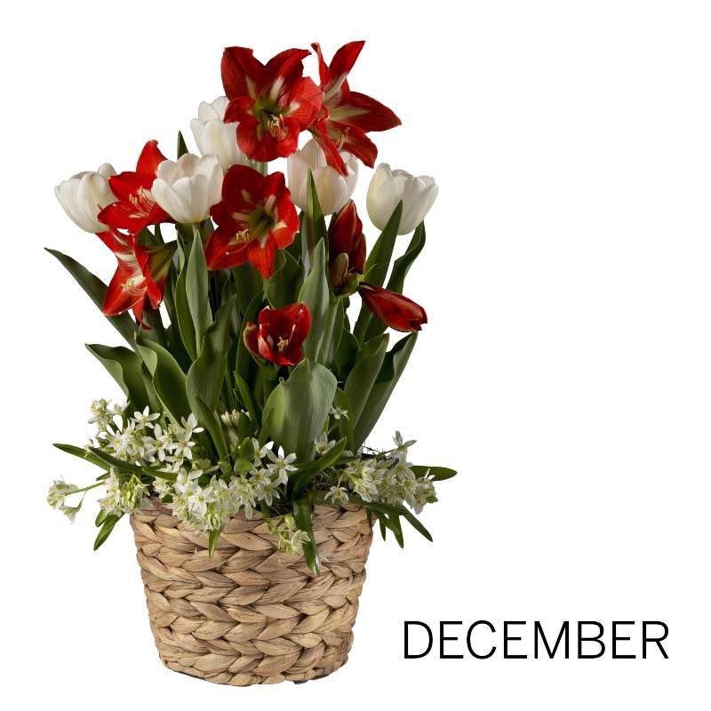 6-Month Bulb Garden Program with Seagrass Basket