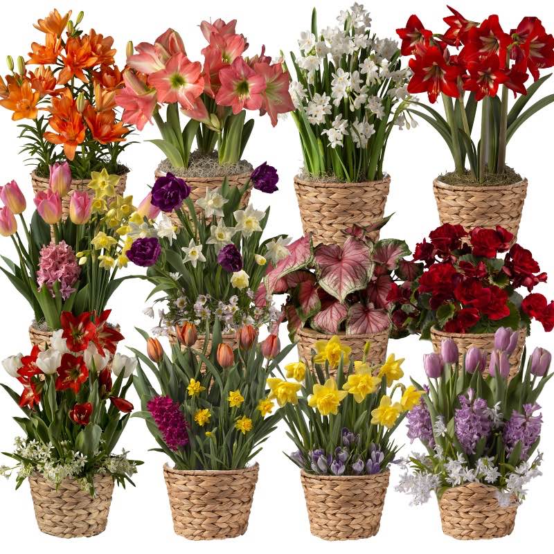 12-Month Bulb Garden Program with Seagrass Basket