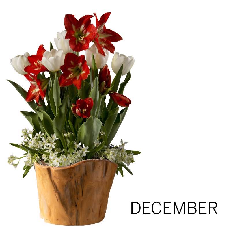 12-Month Bulb Garden Program with Root Bowl