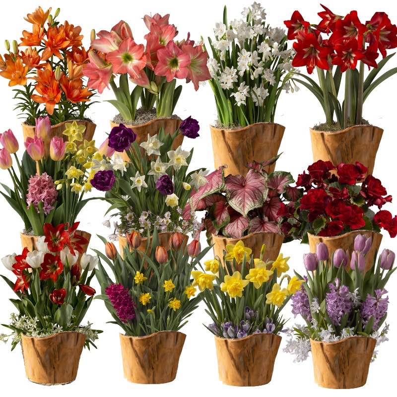 12-Month Bulb Garden Program with Root Bowl