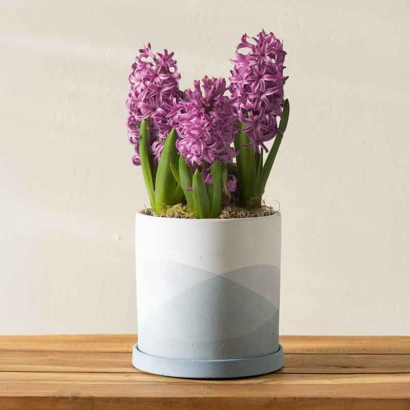 Purple Hyacinths in Ceramic Pot