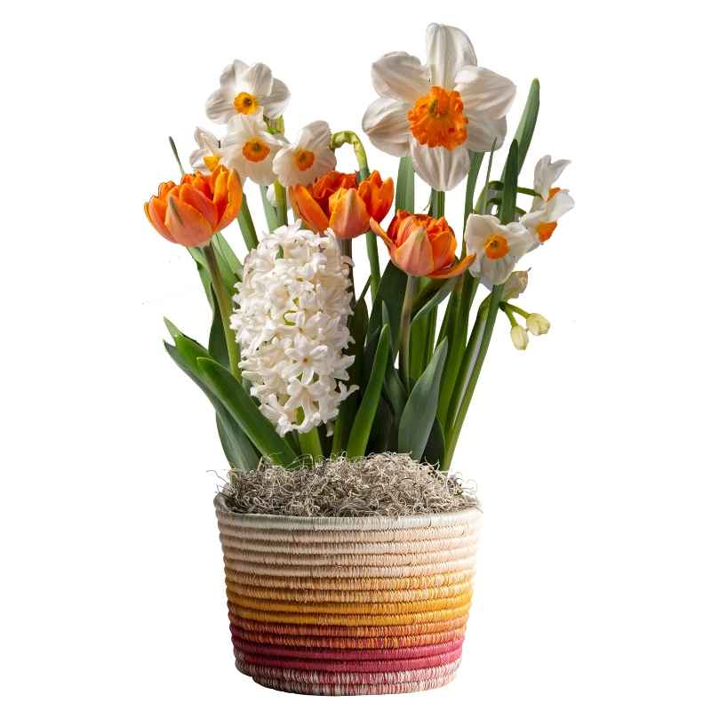 Orange Mix in Sunshine Woven Basket