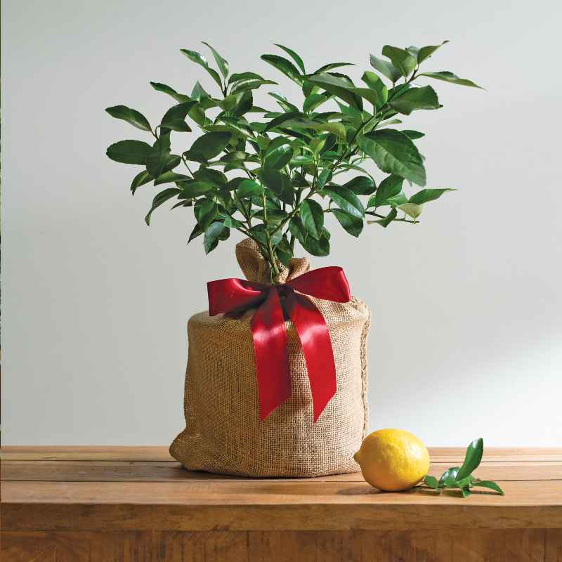 Medium Meyer Lemon Tree in Burlap