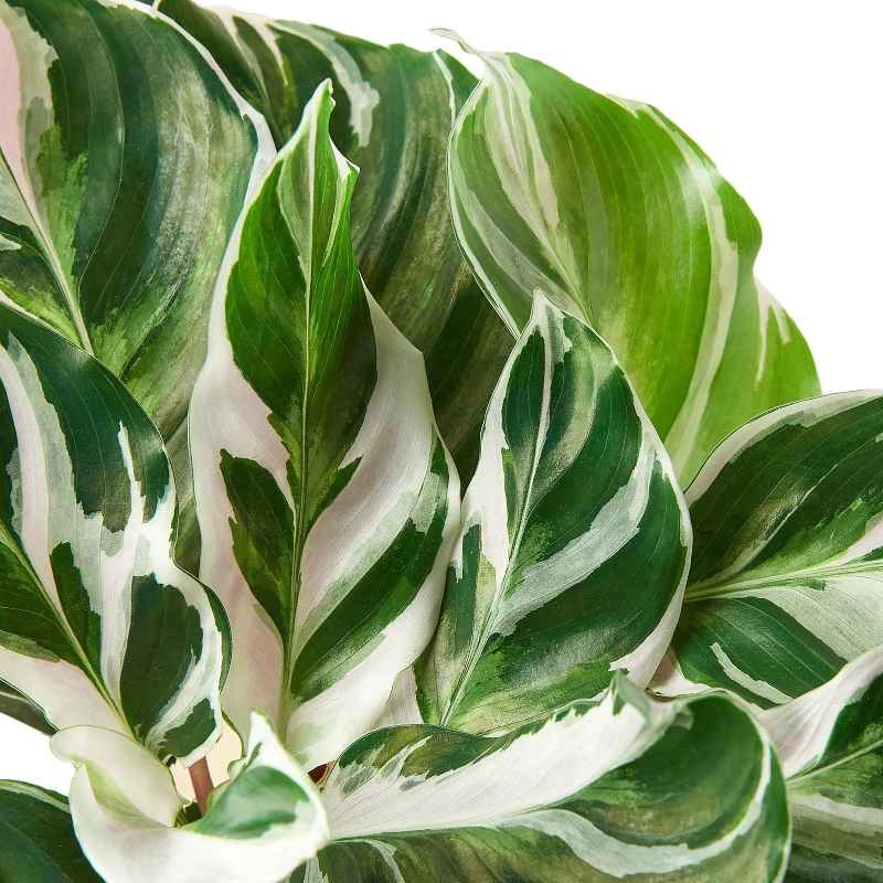 Potted Calathea 