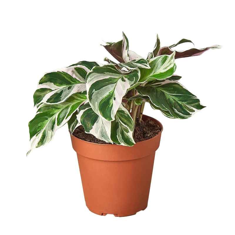 Potted Calathea 