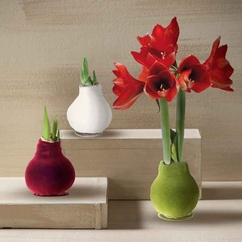 Velvet Covered Amaryllis Wax Bulb