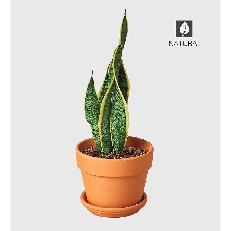 Potted Laurentii Snake Plant - Thumbnail 3