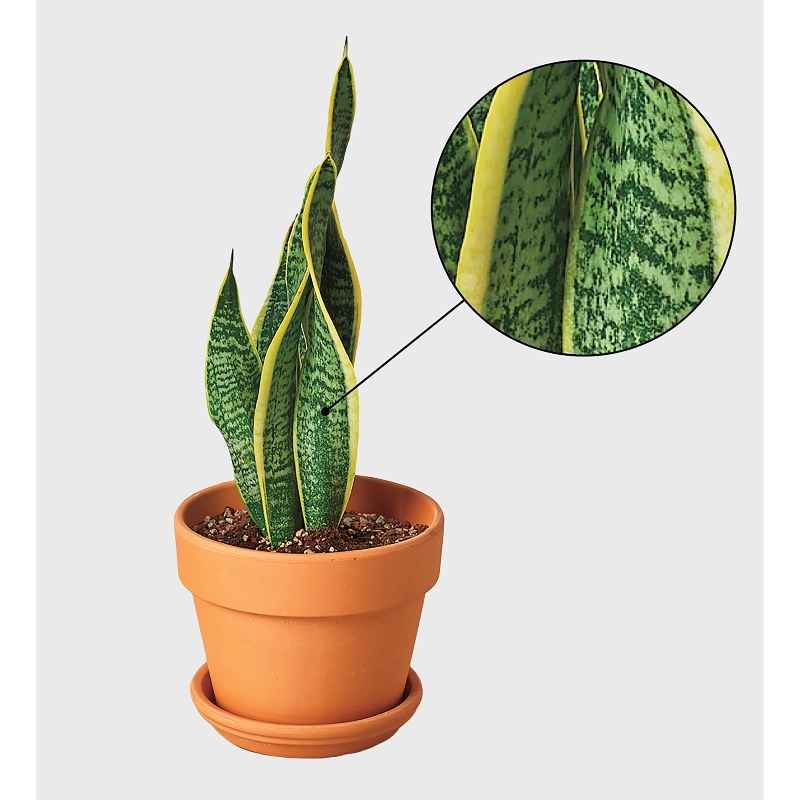Potted Laurentii Snake Plant - Thumbnail 2