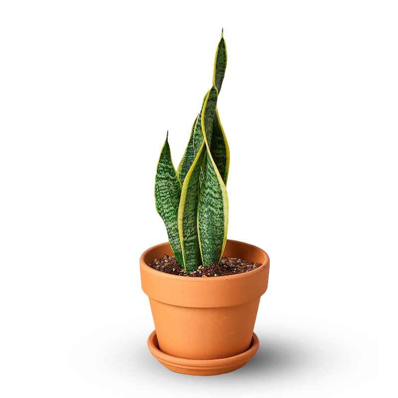 Potted Laurentii Snake Plant
