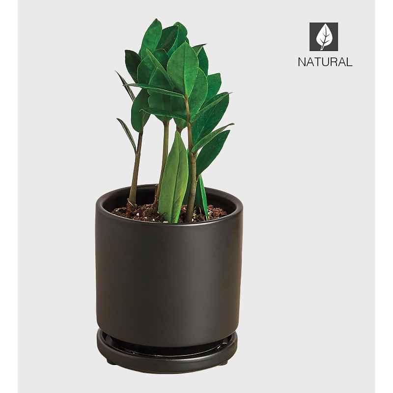 Potted ZZ Plant - Thumbnail 3