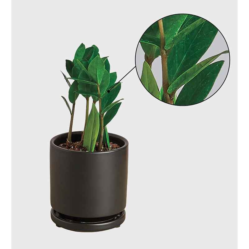 Potted ZZ Plant - Thumbnail 2