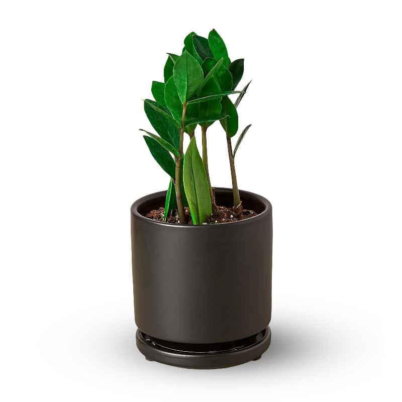 Potted ZZ Plant