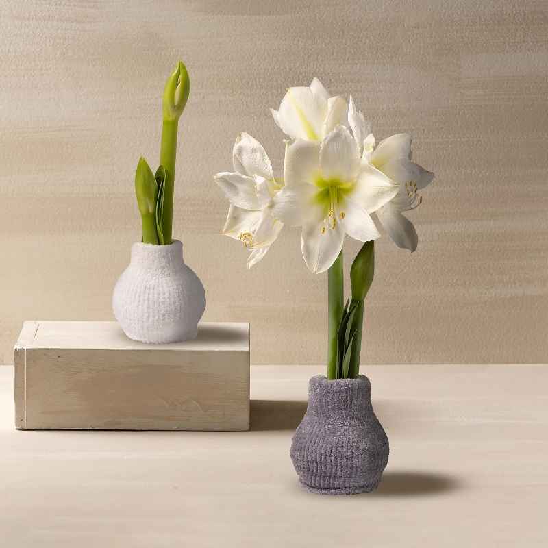 Cozy Sweater Amaryllis Wax Bulb