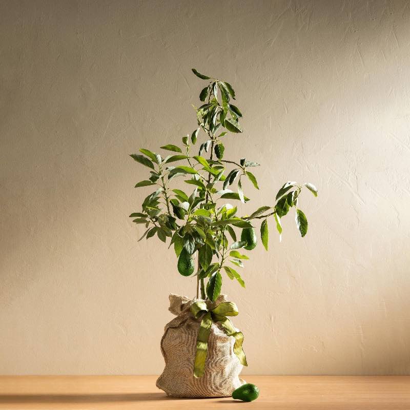 Live Avocado Tree