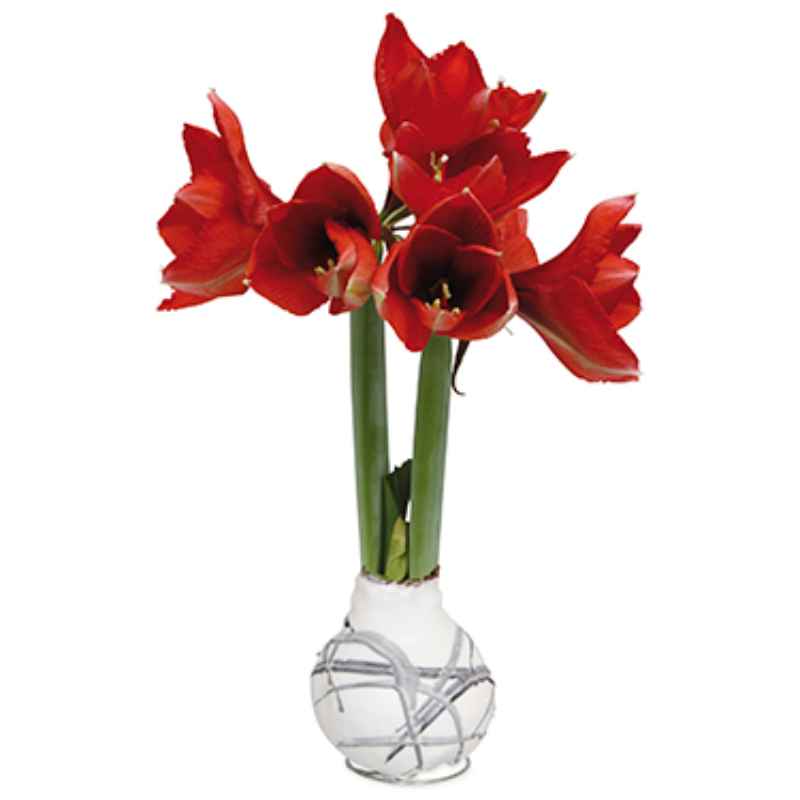 No-Water Wax Dipped Amaryllis Bulb (White)
