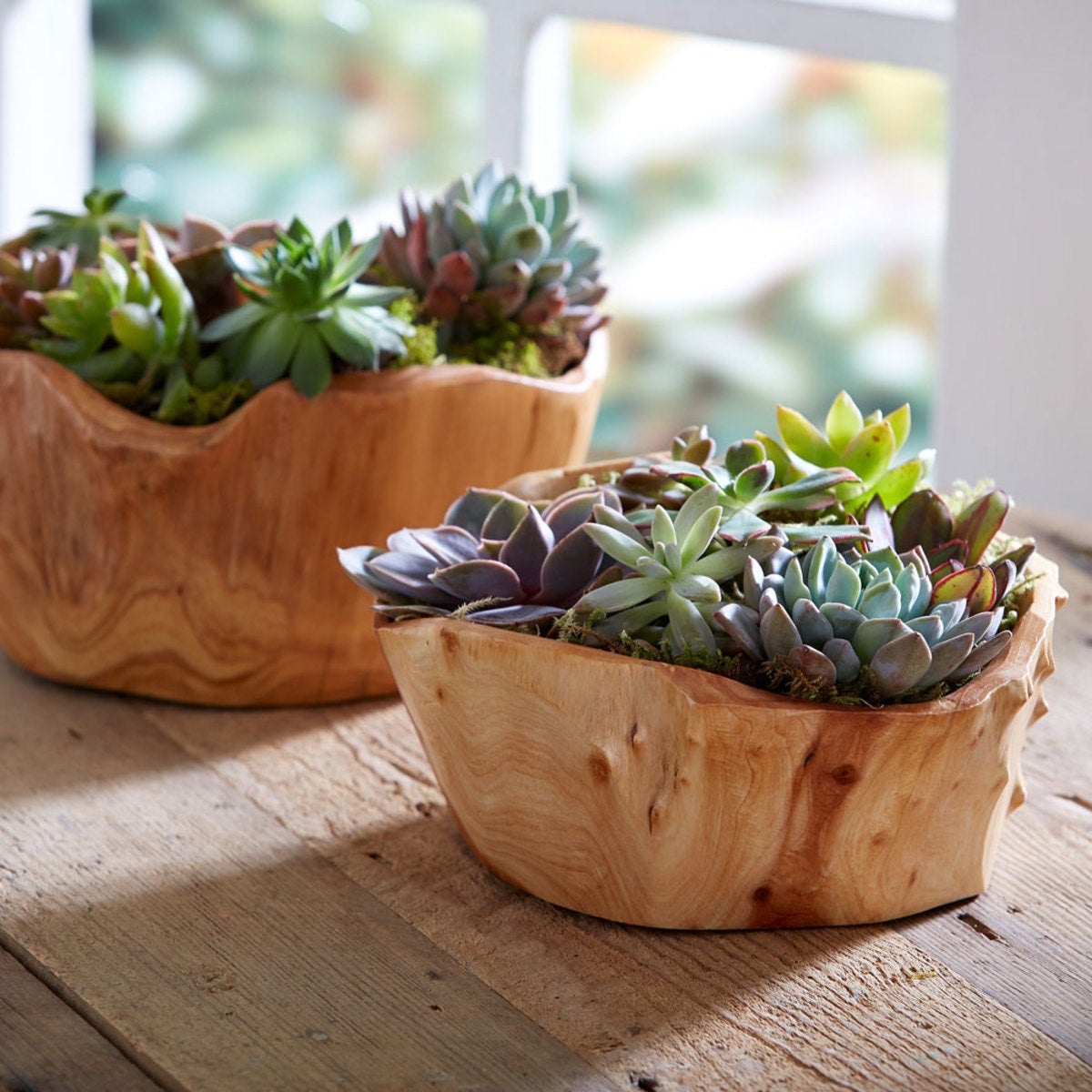 Succulent Garden in Root of the Earth Bowl