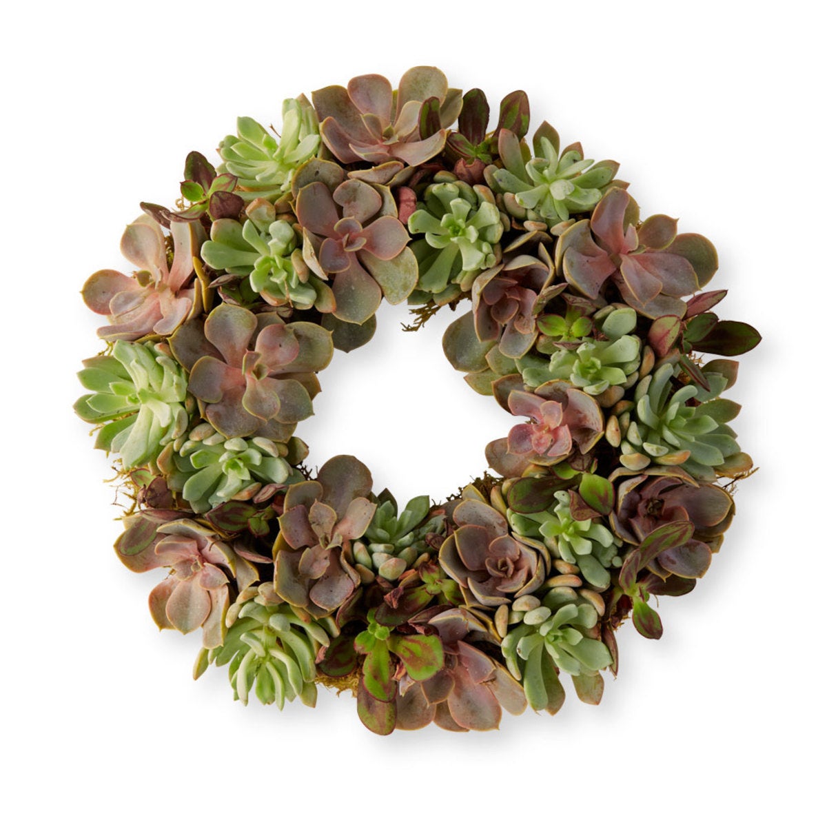 Echeveria Wreath