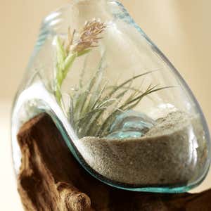 Teak Wood Root and Blown Glass Terrarium Sculpture
