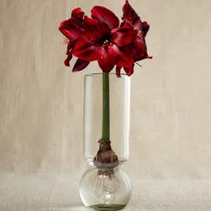 Recycled Glass Forcing Bulb Vase & Flower Bulb