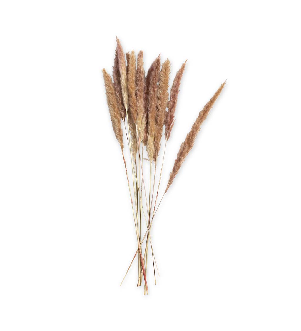 Naturally Dyed Fountain Grass Spray, Set of 10 Stems swatch image