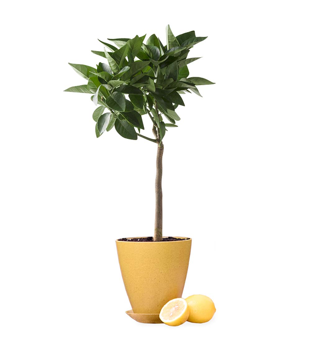 Miniature Potted Citrus Tree