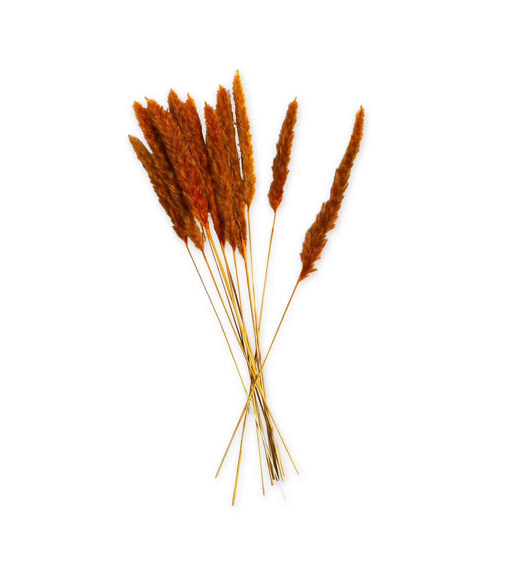 Naturally Dyed Fountain Grass Spray, Set of 10 Stems swatch image