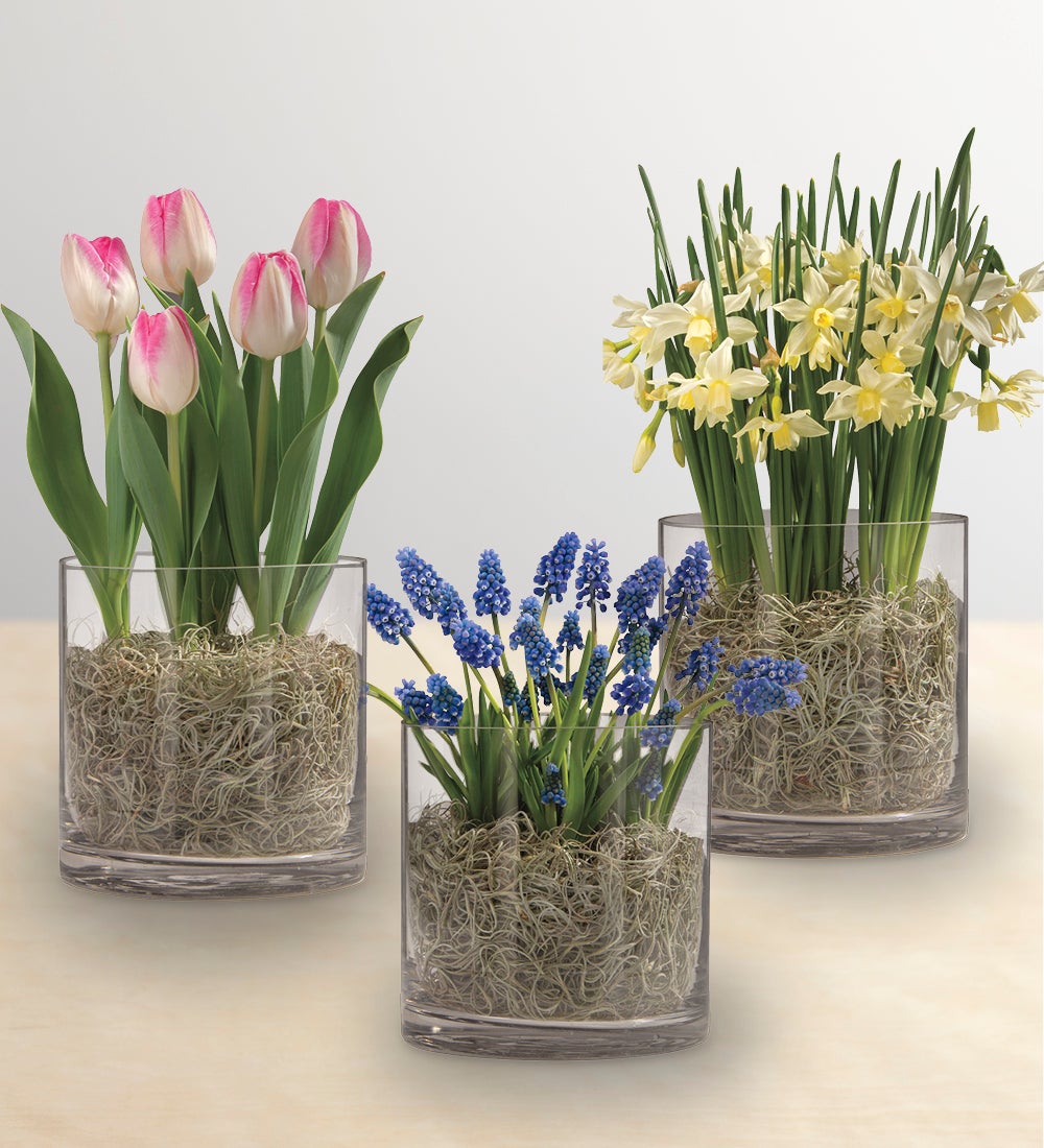 Blooming Bulbs in Recycled Glass Vase