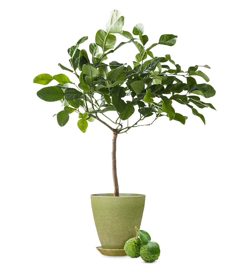 Miniature Potted Citrus Tree