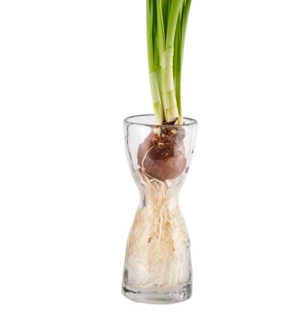 Glass Forcing Bulb Vase Collection