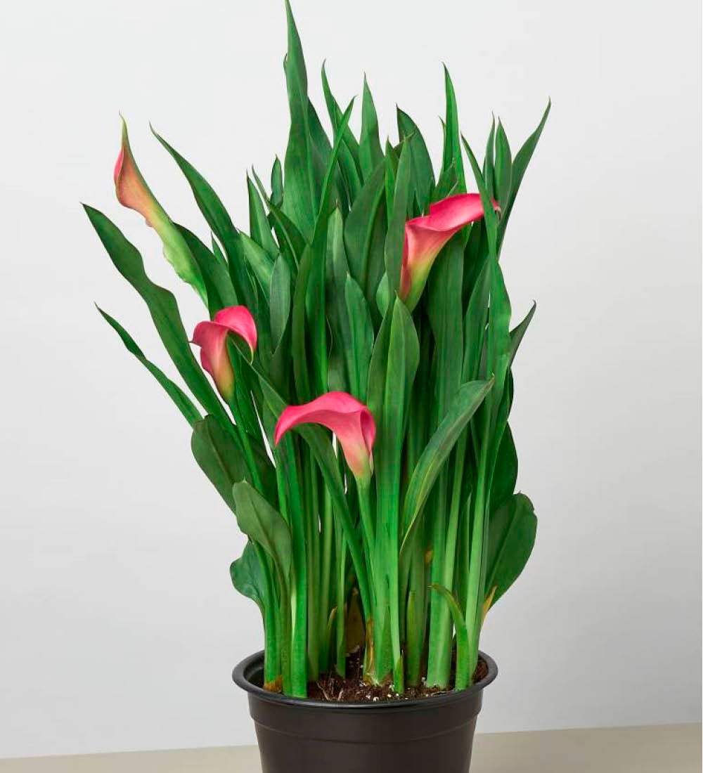 Calla Lily Plant in 6" Pot