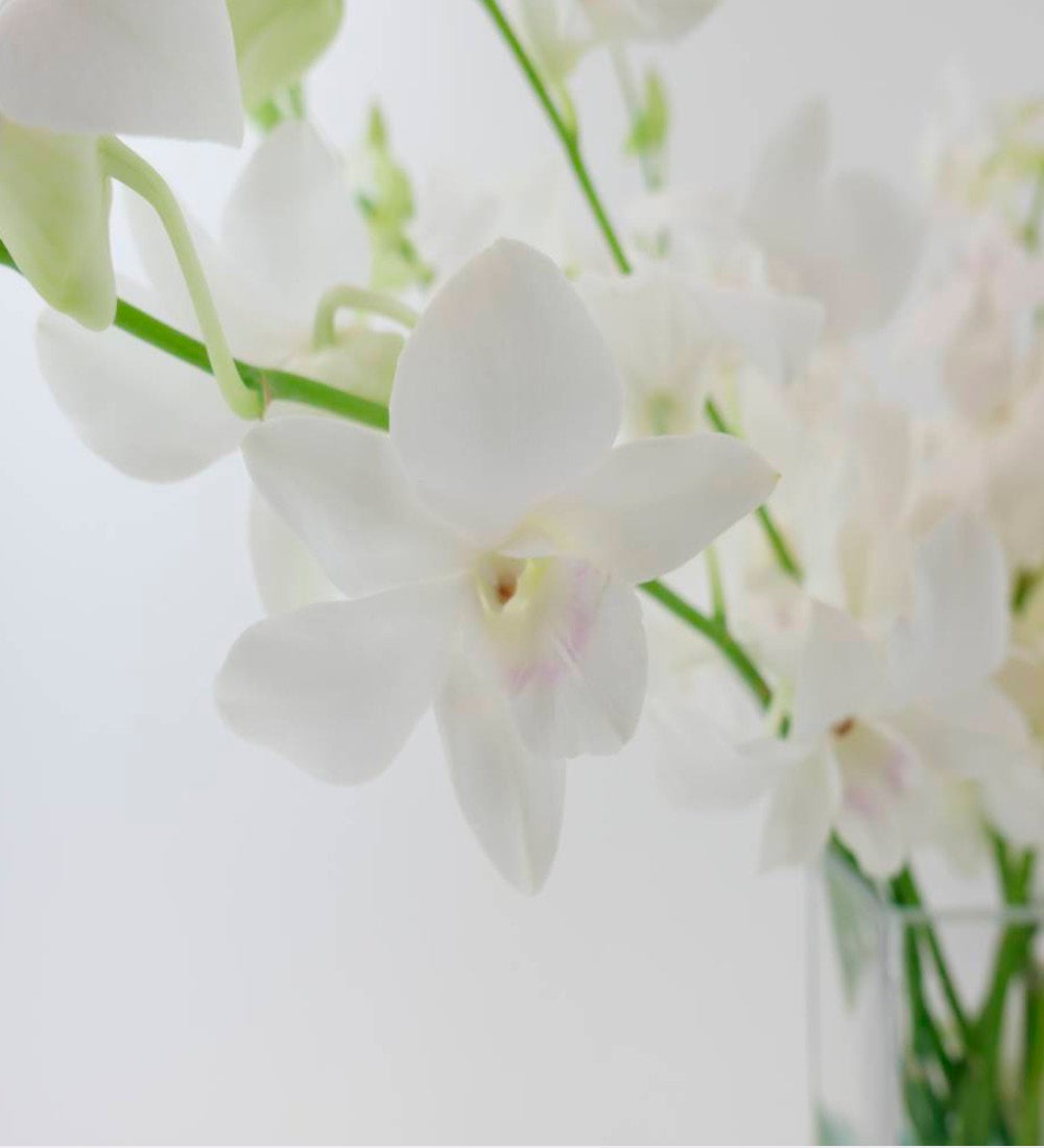 Large Orchid Bunch in Glass Vase
