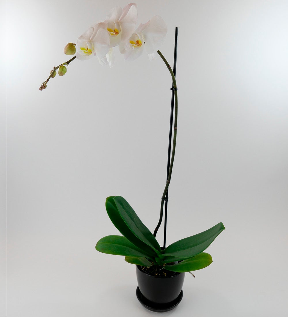 Live Phalaenopsis Orchid Plant in Black Planter