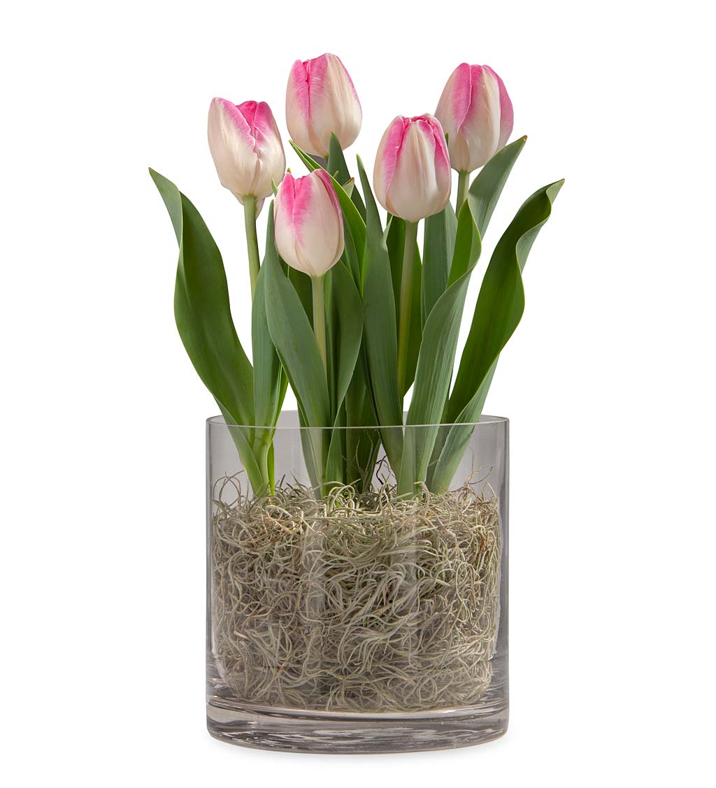 Blooming Bulbs in Recycled Glass Vase