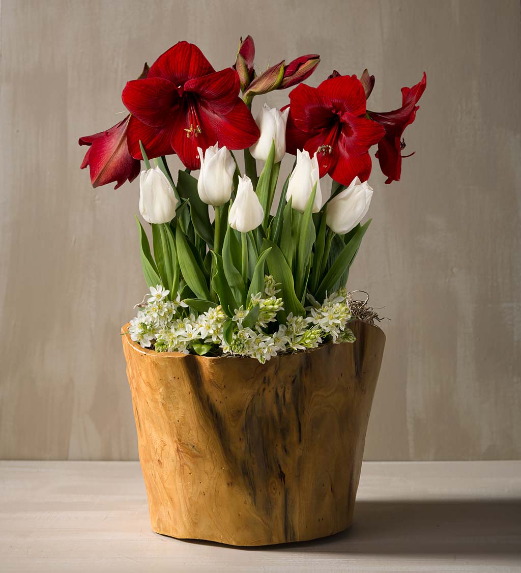 December Amaryllis Bulbs Delivery in Root Bowl Basket