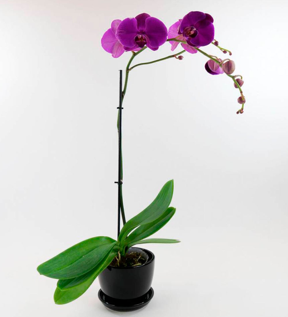 Live Phalaenopsis Orchid Plant in Black Planter swatch image