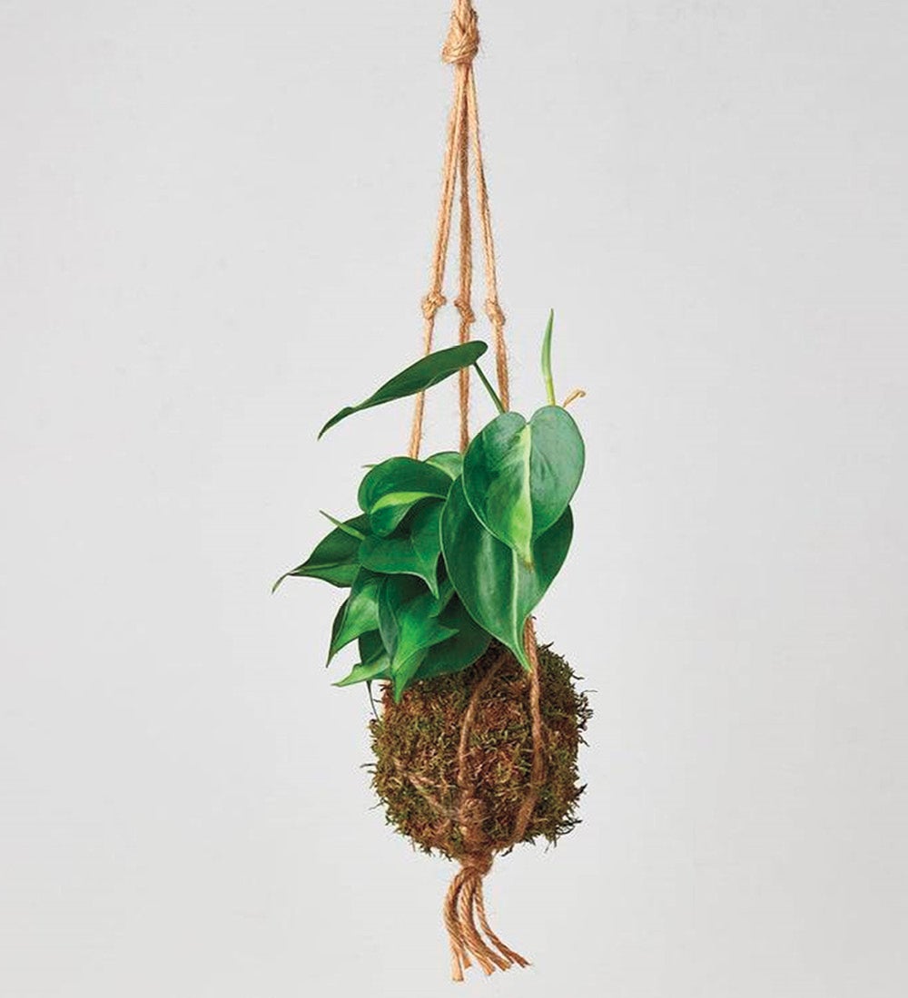 Philodendron 'Brasil' Kokedama Moss Ball Hanging Plant