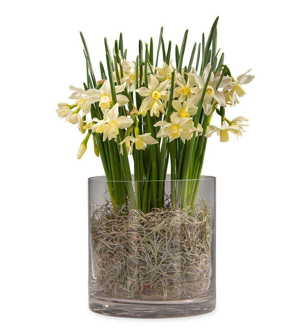 Blooming Bulbs in Recycled Glass Vase swatch image