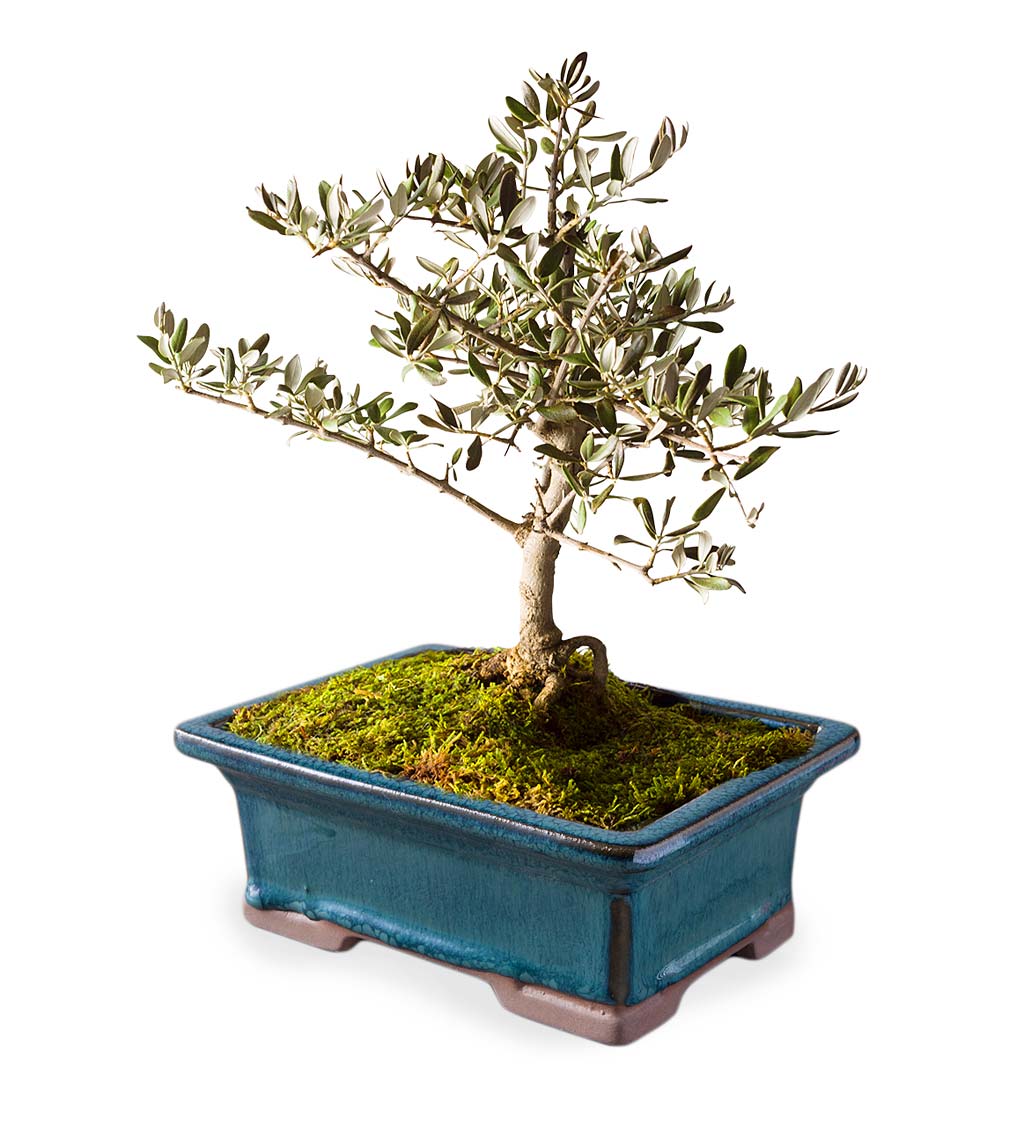 Small Olive Bonsai Tree in Planter