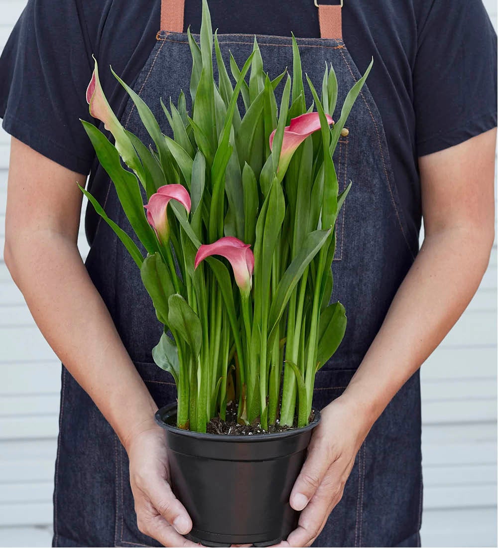 Calla Lily Plant in 6" Pot