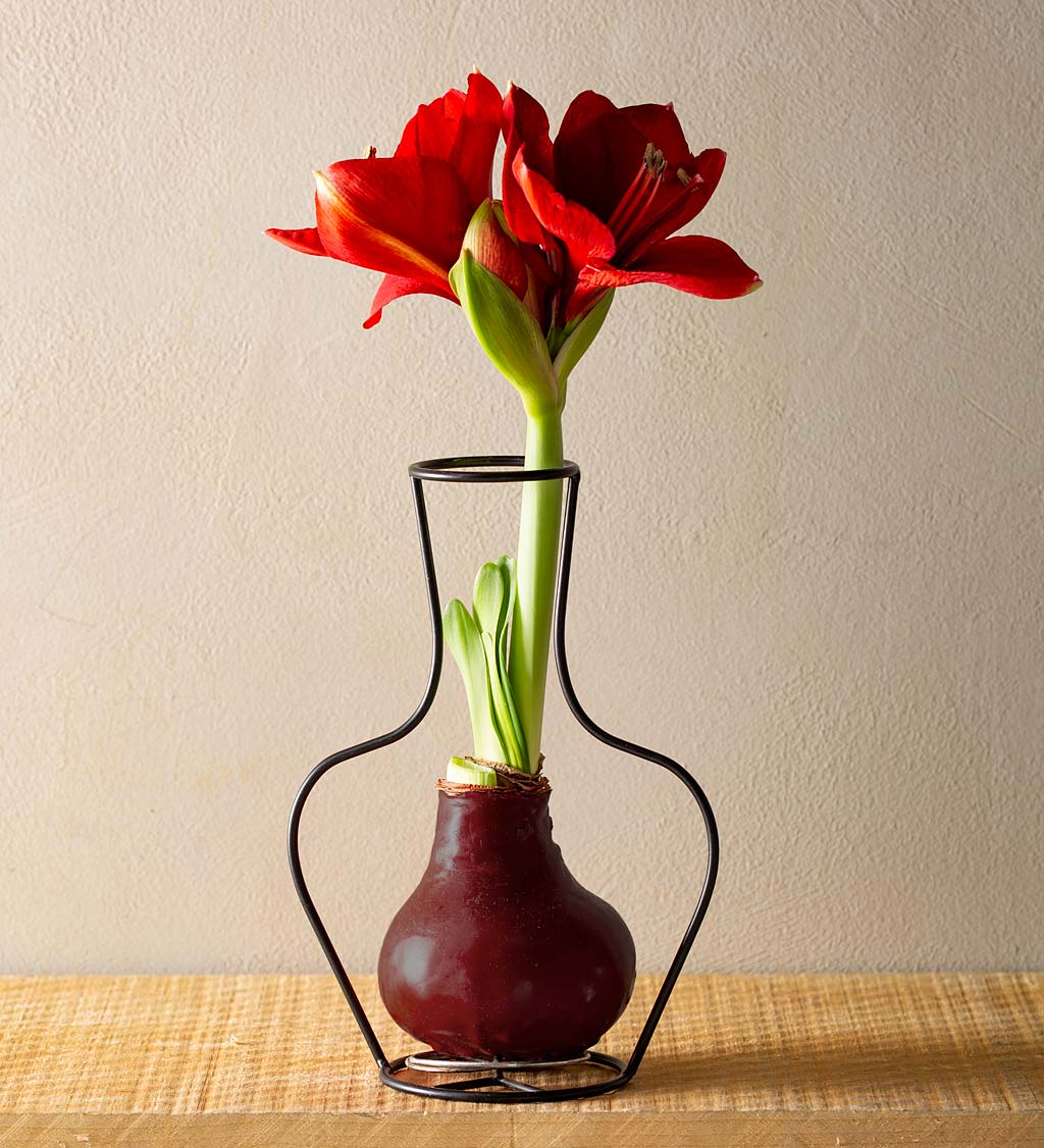 Metal Frame Vase with Wax Amaryllis Bulb