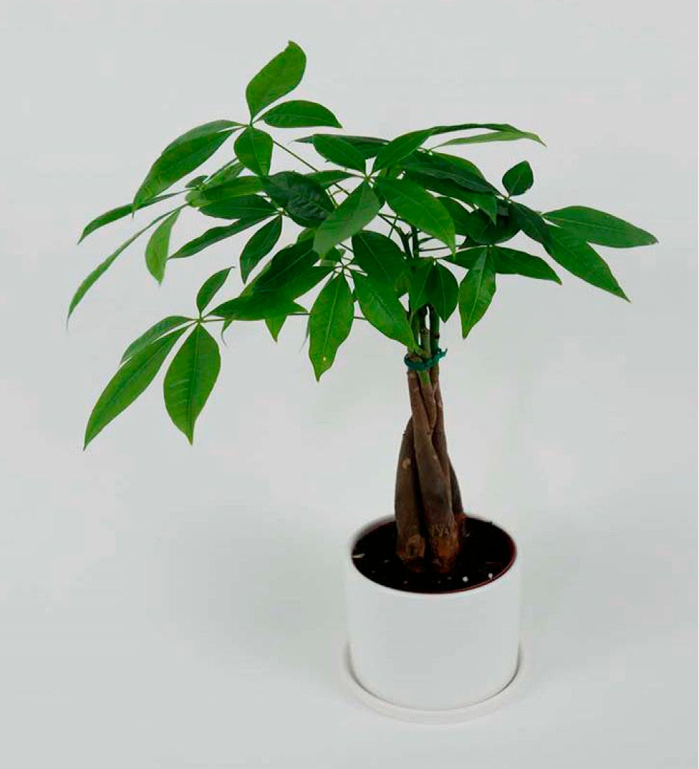 Money Tree Plant in White Ceramic Planter