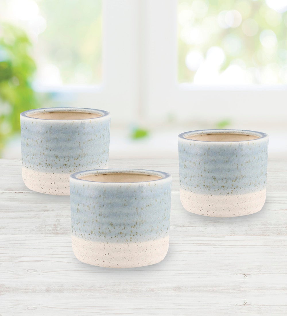 Blue Isle Cachepot Planter Collection