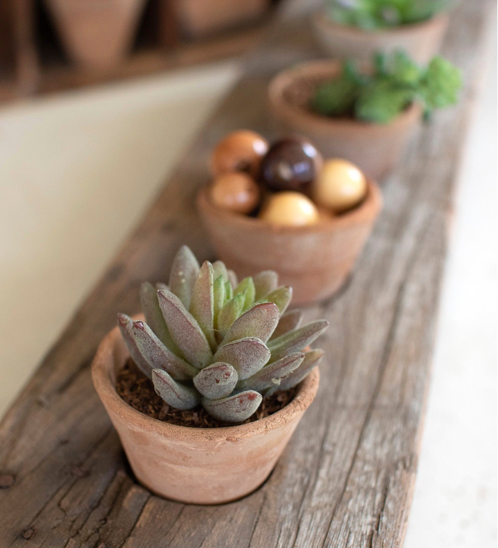 Recycled Wooden Base with Five Clay Mini Pots