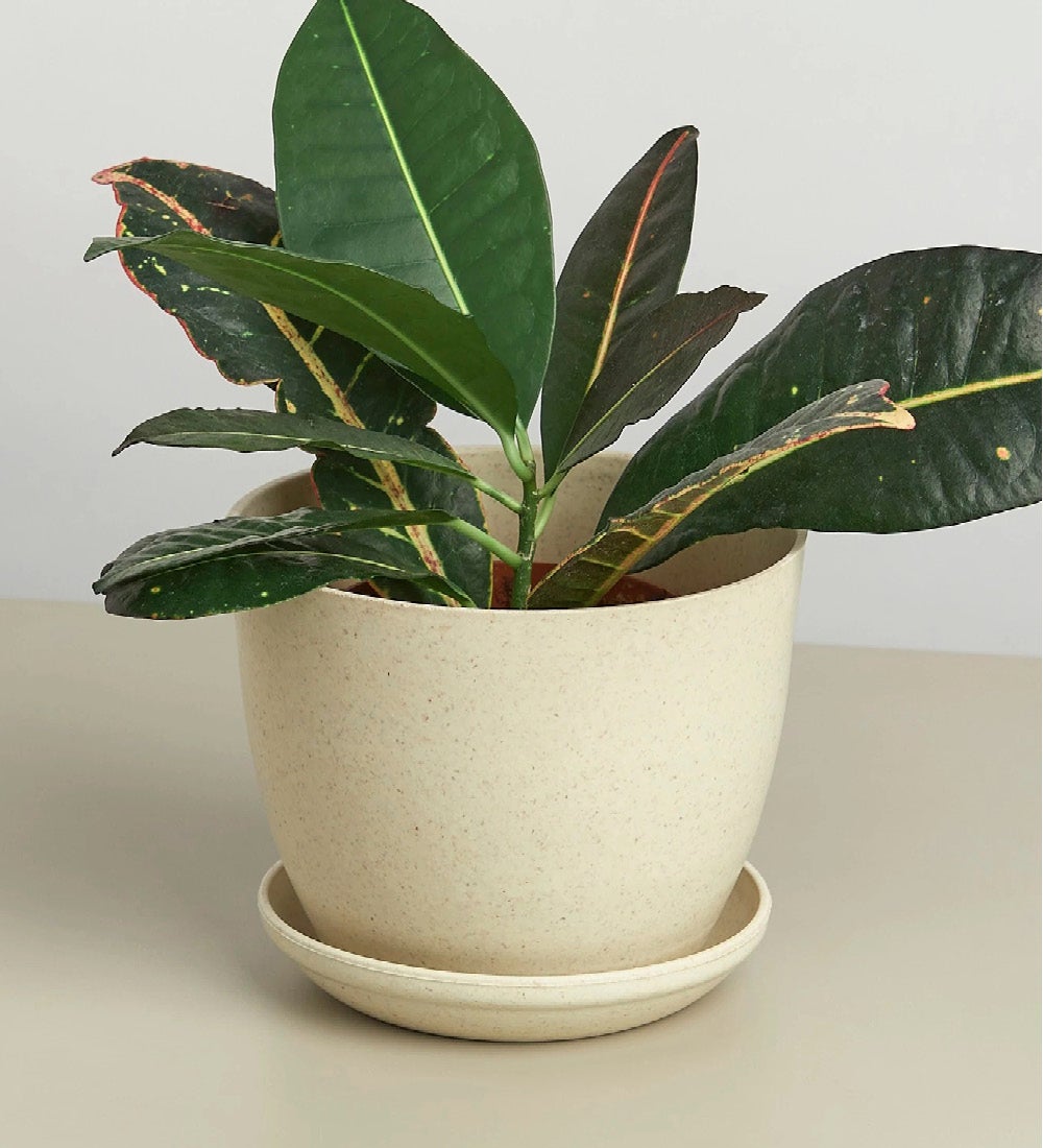 Eco-Friendly 'Plant Fiber' Pot, 6"