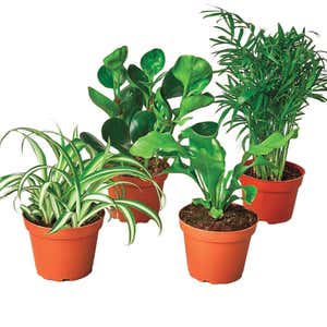 Pet-Friendly Potted Plant Variety, Set of 4