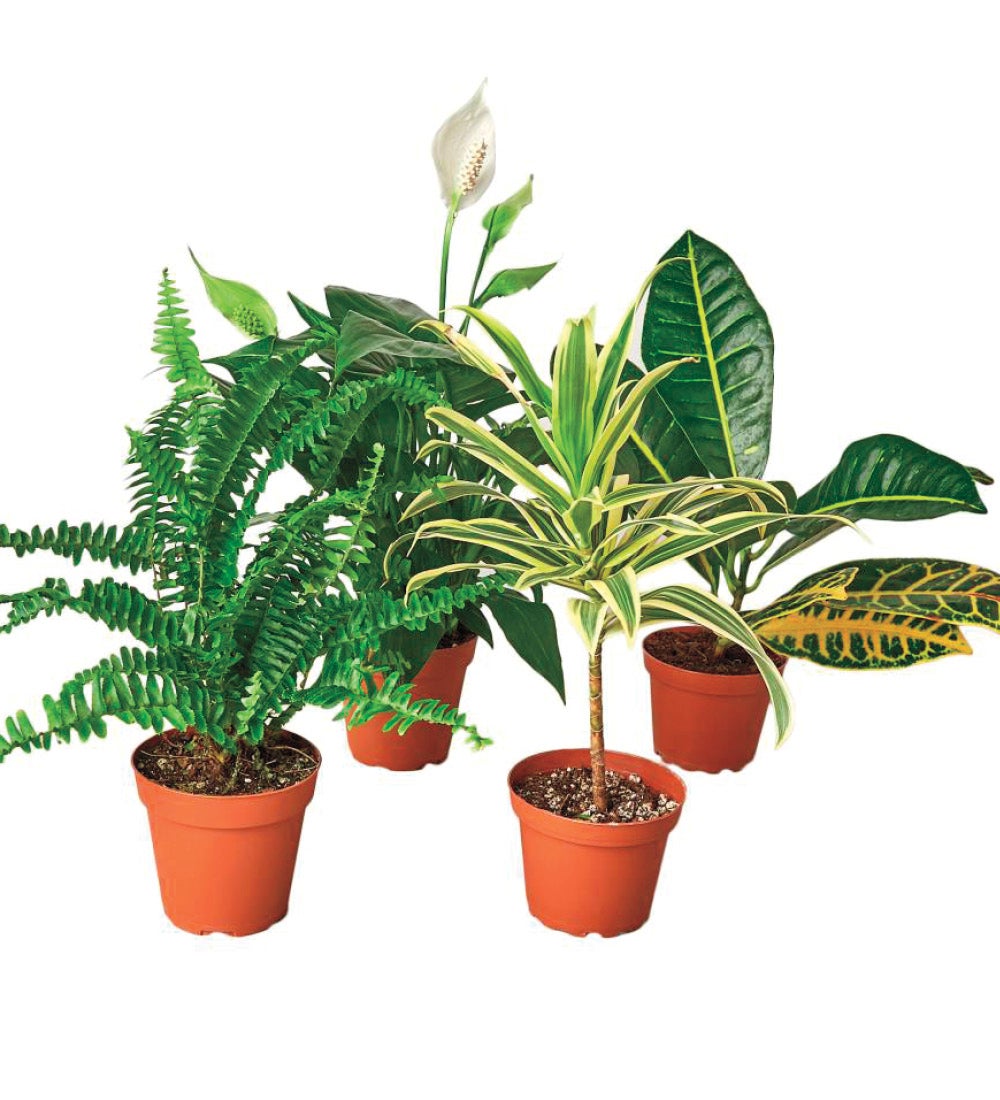 Air Purifying Potted Plant Variety, Set of 4