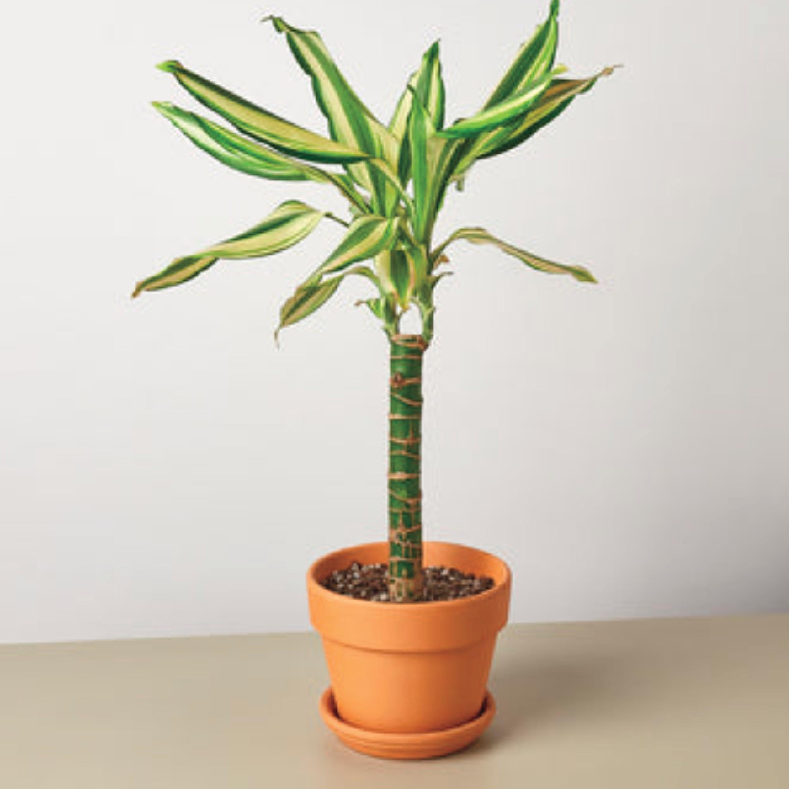 Potted Dracaena Sted Sol Cane, 4" Pot